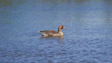 Greylag Kaz (Anser anser) SlowMotion 4K Gölet Hareketi, Tayvan