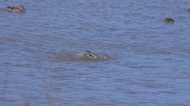 Yeşil kanatlı Teal (Anas crecca) Kadın Yıkama ve Kanat çırpma SlowMotion 4K Tayvan Wetland Kapanışı