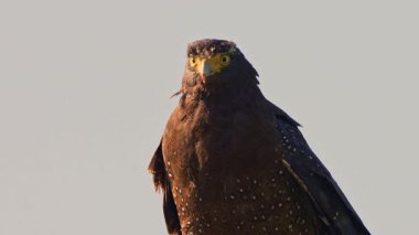 Tepeli Yılan Kartalı (Spilornis cheela) Yakın çekim SlowMotion 4K Tayvan