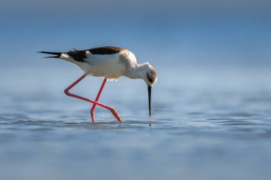 Kara kanatlı Stilt (Himantopus himantopus) Sakin Mavi Su 'da Yürürken Besleniyor