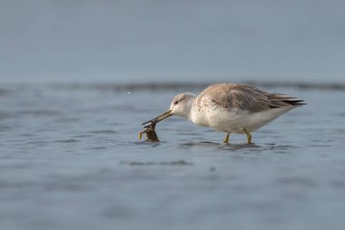 Nordmanns Greenshank 'in nesli tükenmekte olan balıkçı teknesi sığ bir havuzda duruyor.