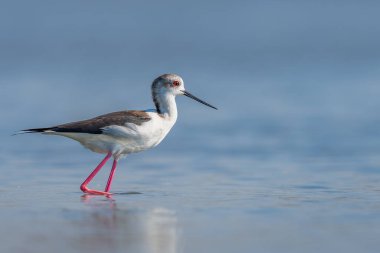 Nordmanns Greenshank 'in nesli tükenmekte olan balıkçı teknesi sığ bir havuzda duruyor.