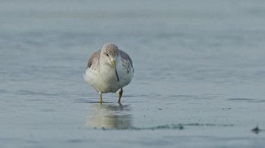 Nordmann 's Greenshank, yavaş çekimde sığ Tayvan sulak alanlarında yürüyen ve yiyecek arayan nesli tükenmekte olan bir balıkçı teknesi..