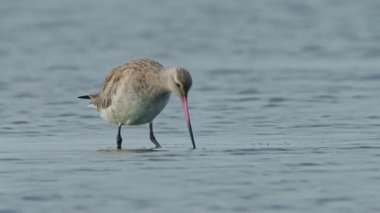Siyah kuyruklu Godwit Tayvan sulak alanlarında beslenme davranışları yavaş çekim 4K doğa görüntüleri