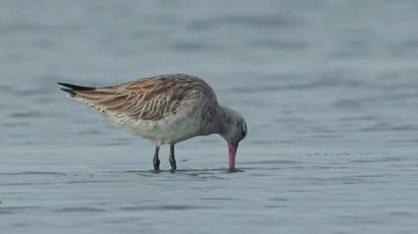 Siyah kuyruklu Godwit Limosa limozası. Tayvan gelgit düzlüklerinde yürüyor ve araştırıyor. Yavaş çekim 4K, sonunda kuş yuvasından ayrılıyor.