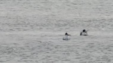 Soyu tükenmekte olan Çin armalı deniz ördeği, Akbalıkçıl Tayvan 'a yavaş çekim yaklaşınca havalanıyor.