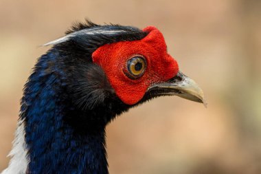 Tayvan Endemik Kuş Domuz Soyu Sülün Portresi Vahşi Yaşam Stoku Resmi