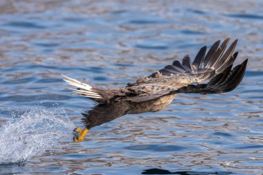 Beyaz kuyruklu Kartal Pençeleri Sudan balık kapar ve uçar
