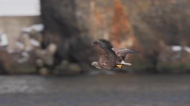 Beyaz kuyruklu kartal Hokkaido 'da suyun üzerinde ağır çekimde uçar.
