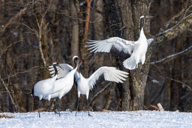 Hokkaido 'da Kırmızı Taç Giyen Turna Kur Dansı