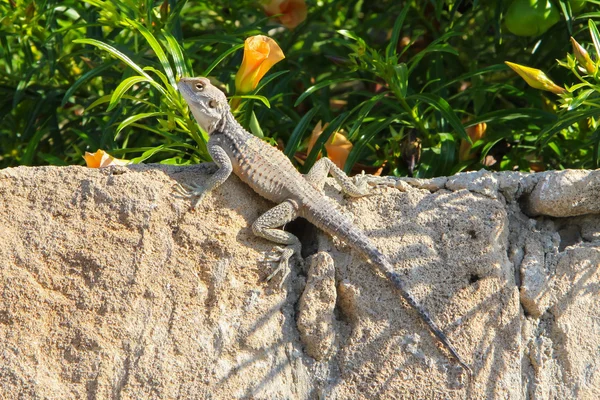 Lizard on the stone wall