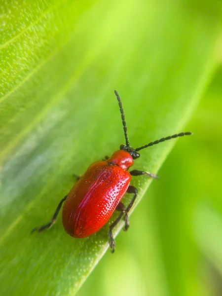 Scarlet lily beetle on the leaf, lilioceris — Stock Photo, Image