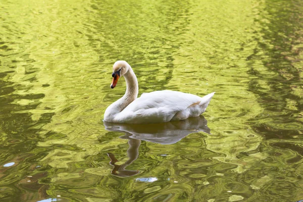 Swan, koupání v rybníku, Tsaritsyno park — Stock fotografie