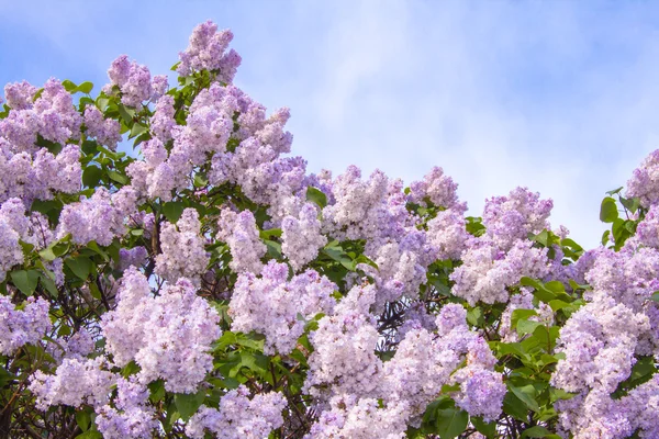Takken van de Sering in bloei tegen de blauwe hemel — Stockfoto