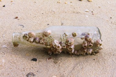 Kıyıya vurmuş şişe mercanlar kaplı