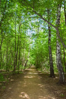 Patika ormandaki bir yaz güneşli, güzel manzara