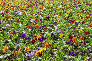 Bir sürü çiçek yatakta parlak renkli çiçek doku Menekşe