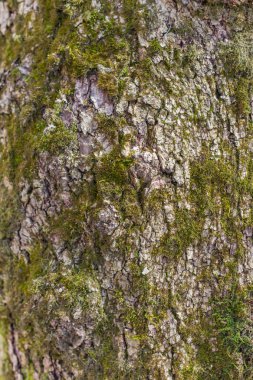 Yosunlu ağaç kabuğu yakın çekim