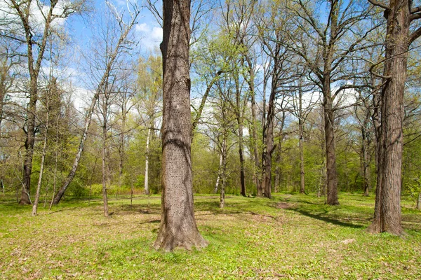 Primavera bosque borde — Foto de Stock