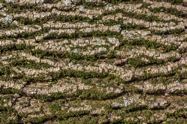 苔藓树皮特写纹理 — 图库照片