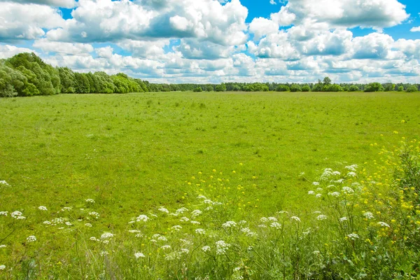 Field, forest and sky, rural landscape — Stock Photo, Image