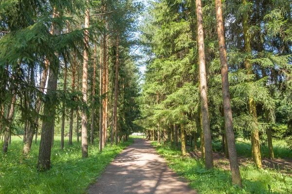 Путь через сосновый лес, Екатерининский парк, Царское Село, Пушкин — стоковое фото