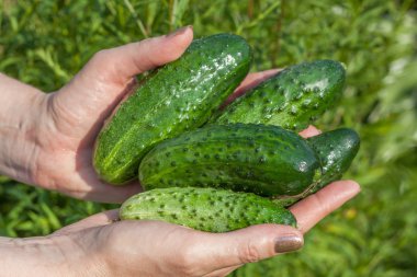 Salatalık ellerini, bahçedeki hasat