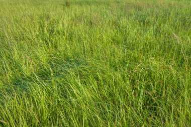 Parlak yeşil çim dokusu