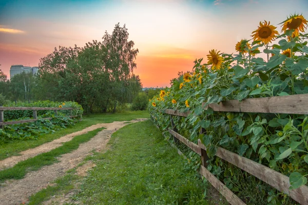 Campo rural de estrada e girassóis no parque Kolomenskoye — Fotografia de Stock