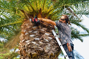 Profesyonel bahçıvan elektrikli testereyle uzun palmiye dallarını keserken merdiven, bahçe bakımı, bahçıvanlık, mevsimlik bakım, yeşillik kesme işleri gibi merdivenlerin üzerinde durur.