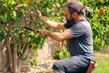 Bahçıvanın yemyeşil çalıları budaması ve şekillendirmesi budama makası ile mevsimsel bahçe bakımı, bahçe bakımı, sağlıklı bitkiler ve çevre için profesyonel bahçe işleri