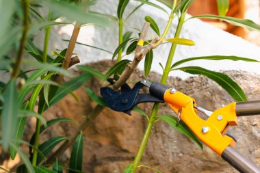 Bahçe makasının bahçedeki yeşil bitkinin dalını kesmesi, bahçe bakımı, mevsimsel budama, büyüme bakımı, ekoloji kavramı...