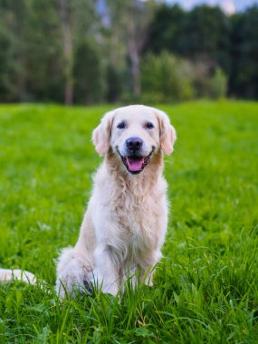 Gece dağ büyük ışık moon yol ile
