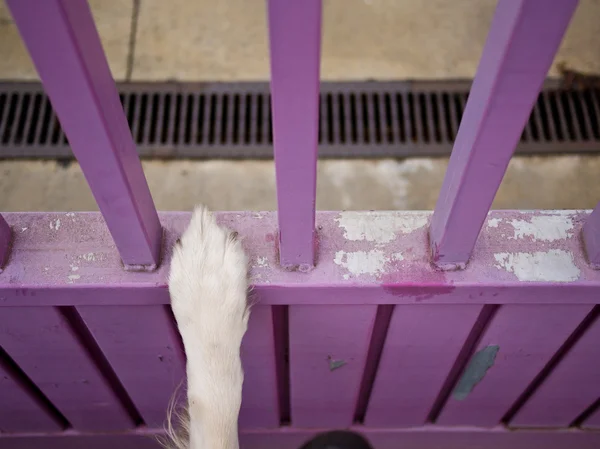 Caged dog leg on a fence wanting to leave