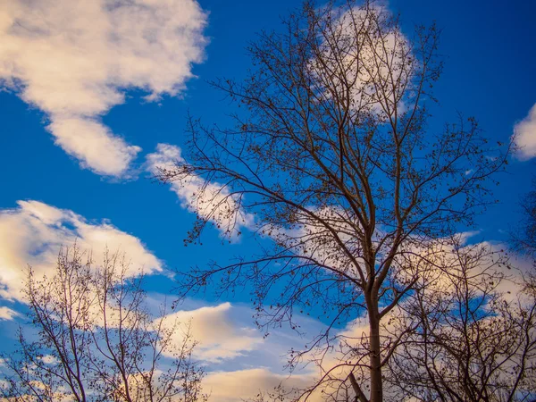 Asciutto cielo di sera foresta — Foto Stock