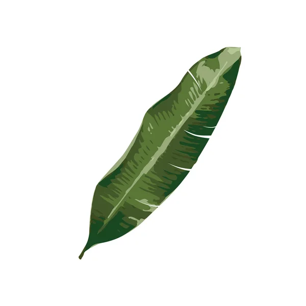 Folha de palmeira trópica — Vetor de Stock