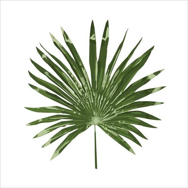 palmiye yaprağı Dönencesi