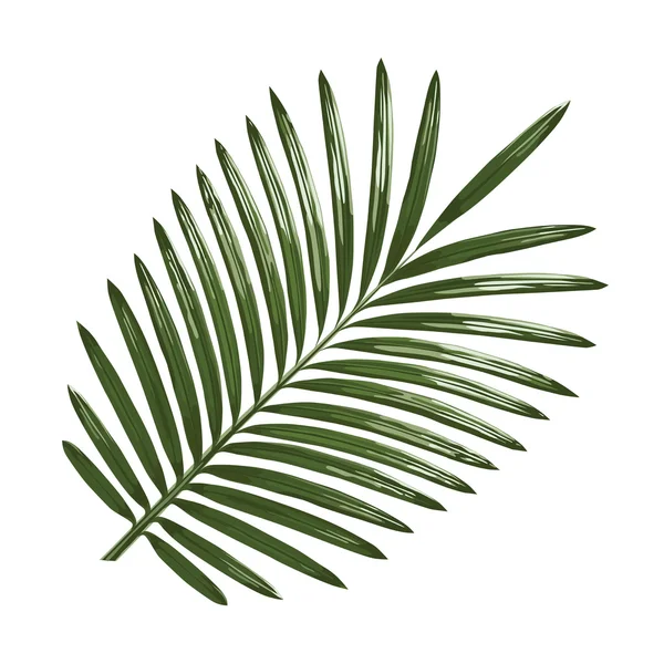 palmiye yaprağı Dönencesi