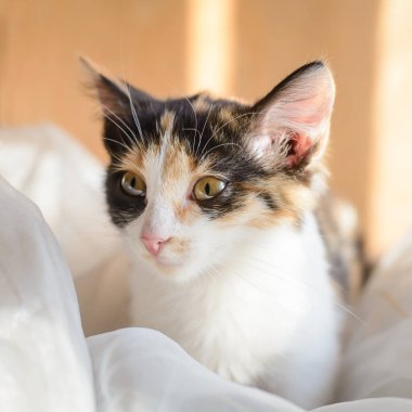 Very cute fluffy tricolor kitten looks surprised in a room in the sunlight