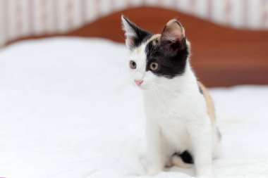 Very cute fluffy tricolor kitten looks surprised in a room