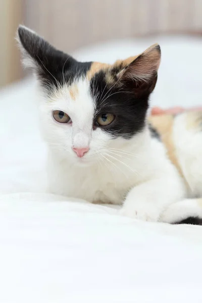 Very Cute Fluffy Tricolor Kitten Looks Surprised Room — Stock Photo, Image