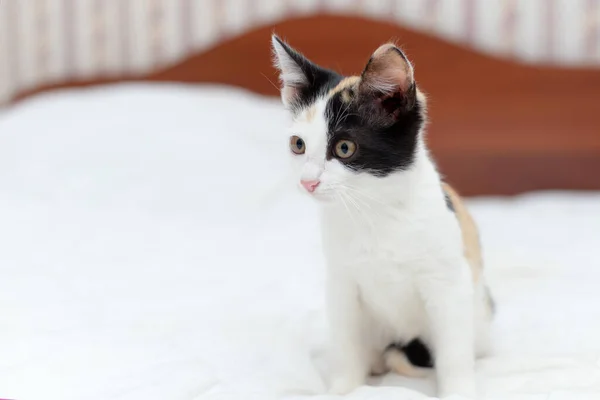 Sehr Süßes Flauschiges Tricolor Kätzchen Sieht Einem Zimmer Überrascht Aus — Stockfoto