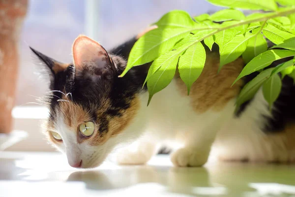 Gato Tricolor Bonito Senta Peitoril Janela Com Uma Flor Interior — Fotografia de Stock