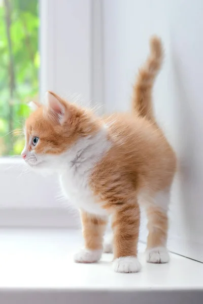 Cute Little Red Fluffy Kitten White Windowsill Home — Stock Photo, Image