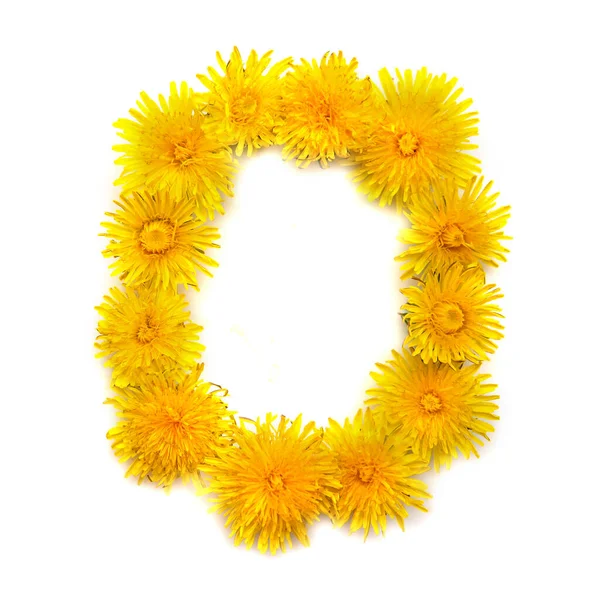 Número Flores Diente León Amarillo Brillante Aisladas Sobre Fondo Blanco — Foto de Stock