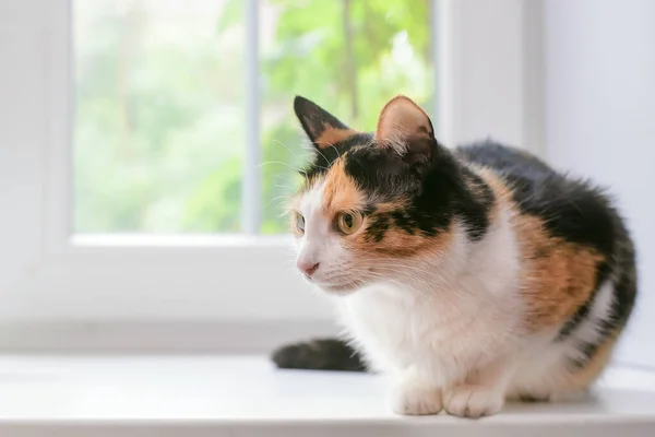 Cute Young Tricolor Cat Sitting White Windowsill — Stock Photo, Image
