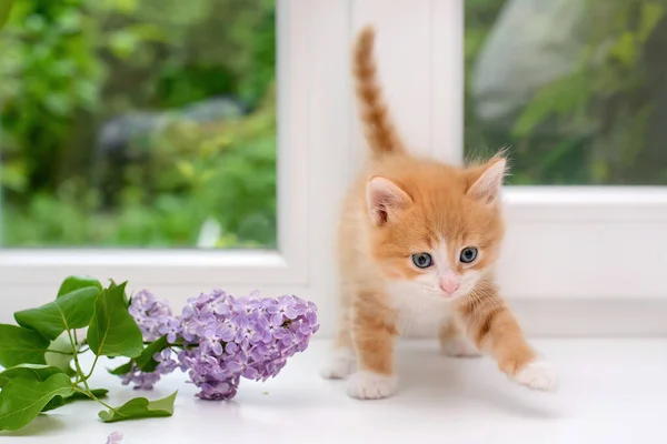 かわいいふわふわの赤い子猫とライラックの枝 — ストック写真