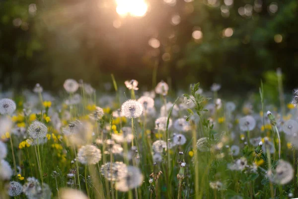 Pluizige Witte Paardebloemen Een Veld Het Licht Van Een Zomer — Stockfoto