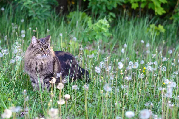 Vacker Söt Fluffig Katt Går Ett Fält Bland Maskrosor — Stockfoto