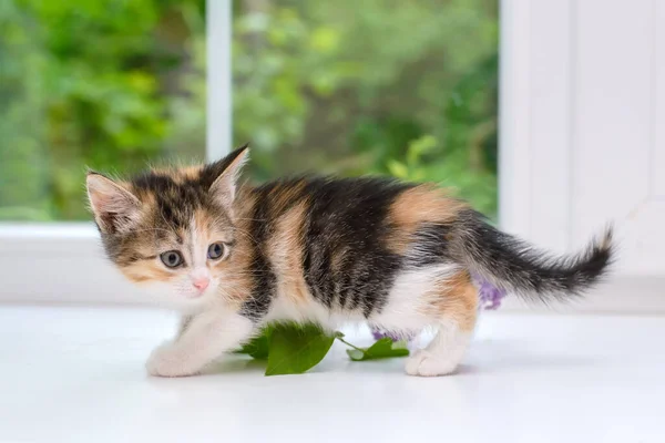 Niedliche Kleine Tricolor Kätzchen Sitzen Auf Einer Weißen Fensterbank — Stockfoto